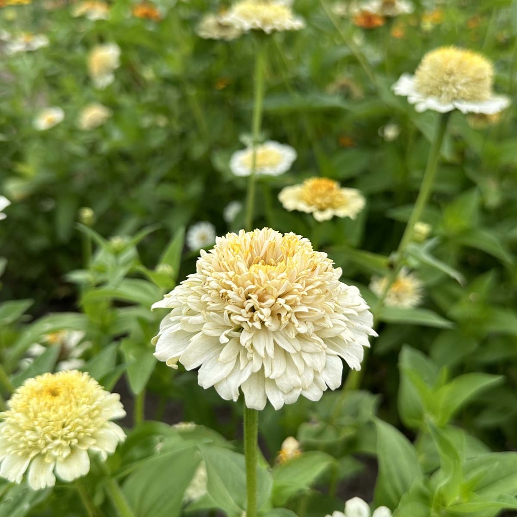Zinnia Elegans Cresto! Cream