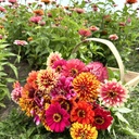 Zinnia Whirlygig Color Mix 