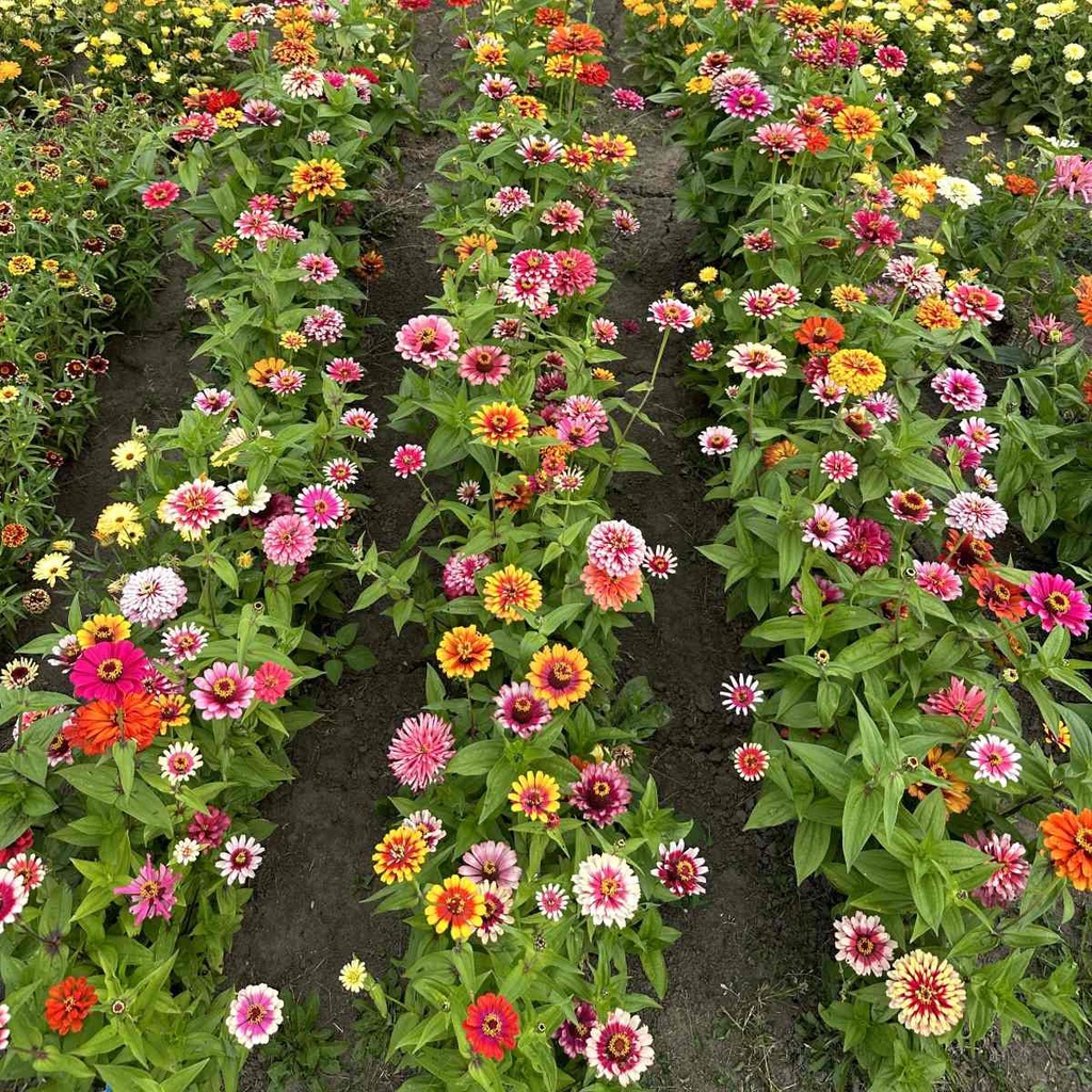 Zinnia Whirlygig Color Mix 
