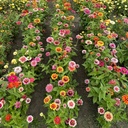 Zinnia Whirlygig Color Mix 