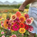 Zinnia Whirlygig Color Mix 