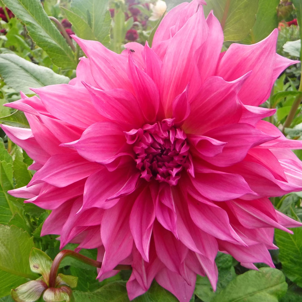 Café au Lait Rosé