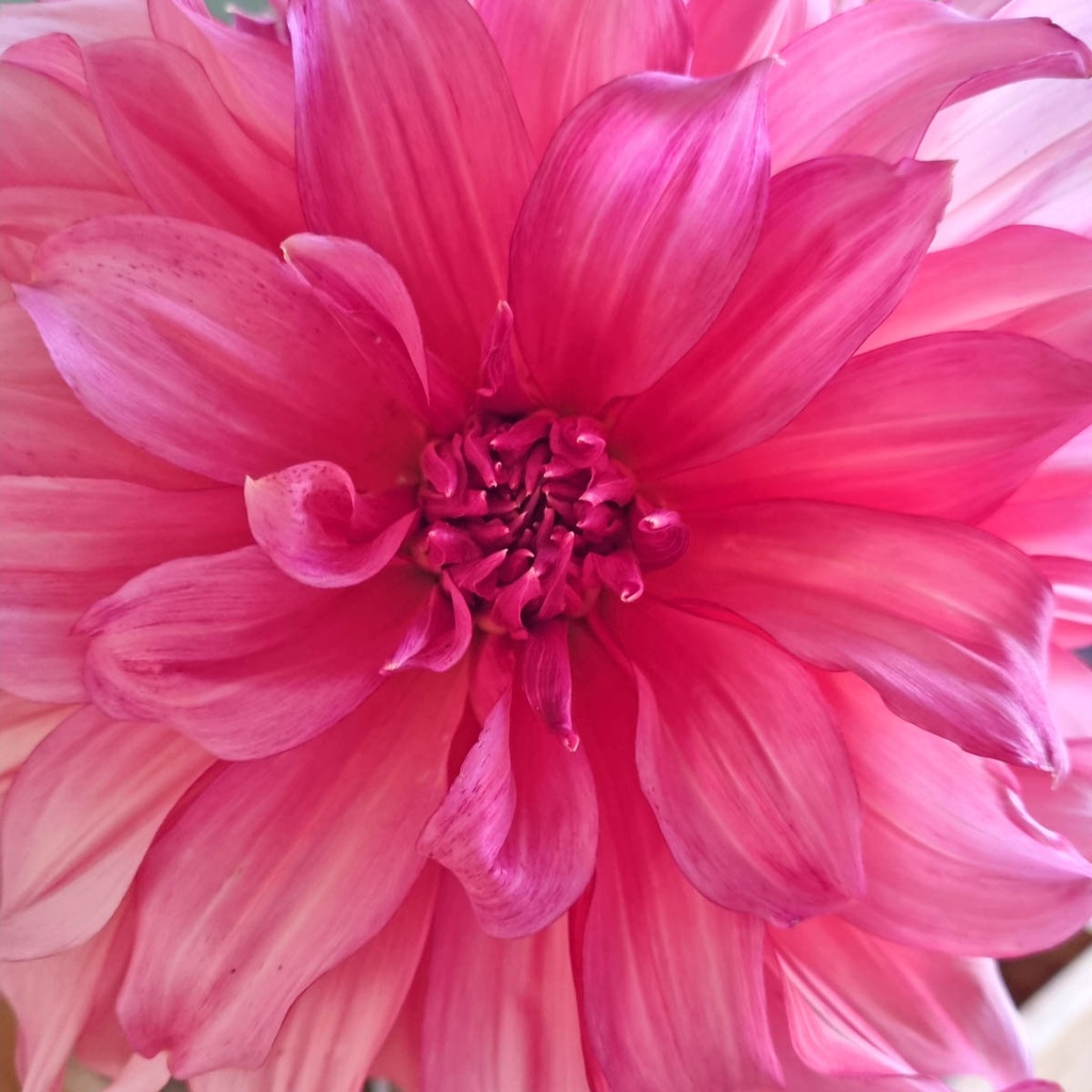 Café au Lait Rosé