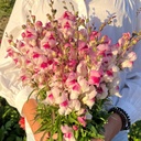 Mix Cherry Blush 3x flowerseeds