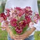 Mix Cherry Blush 3x flowerseeds