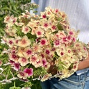 Mix Cherry Blush 3x flowerseeds