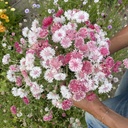 Mix Cotton Candy 5x flowerseeds