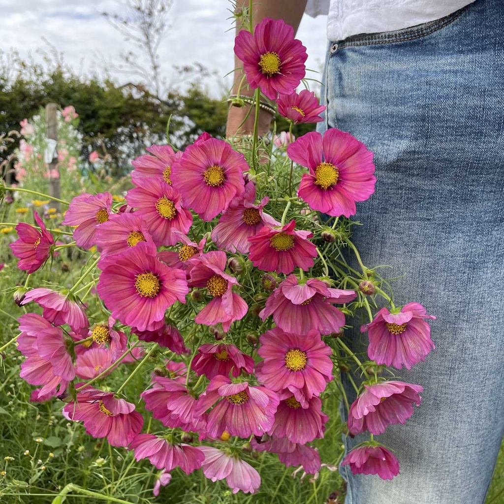 Mix Cotton Candy 5x flowerseeds