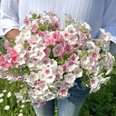 Mix Cotton Candy 5x flowerseeds