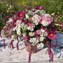 Mix Cotton Candy 5x flowerseeds