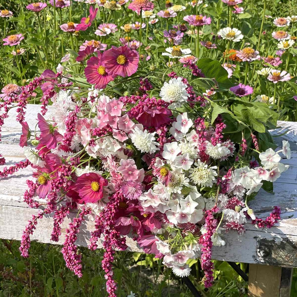 Mix Cotton Candy 5x flowerseeds