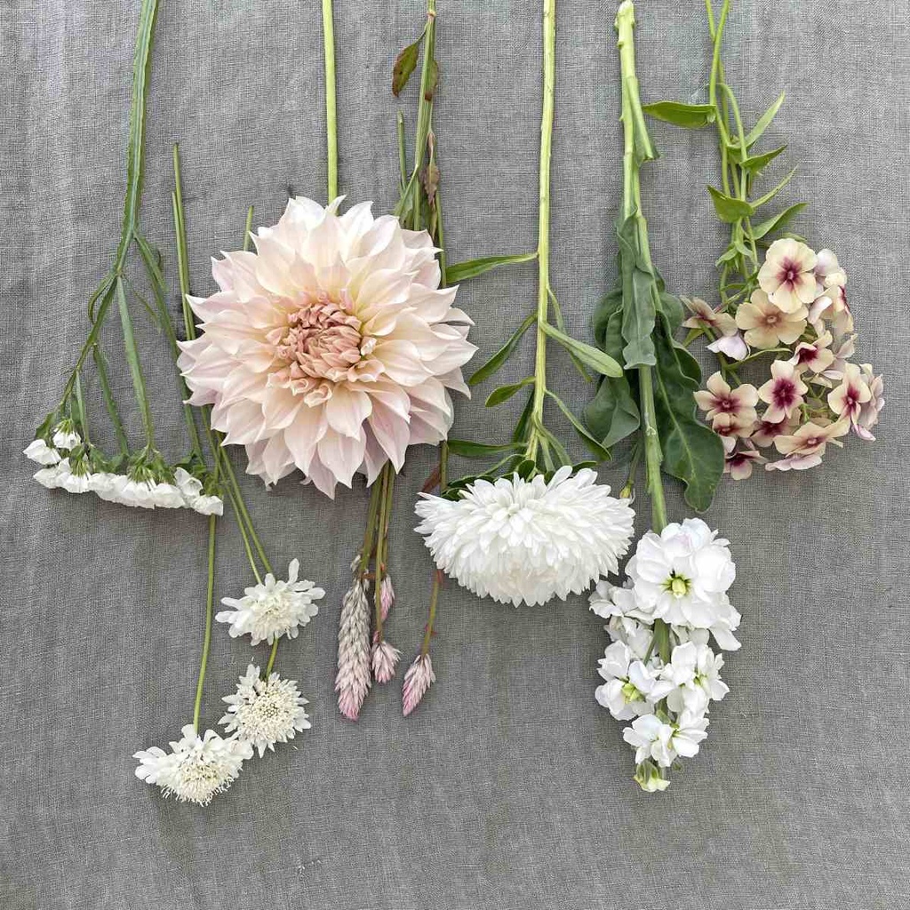 Mix Ivory Symphony 6x flowerseeds