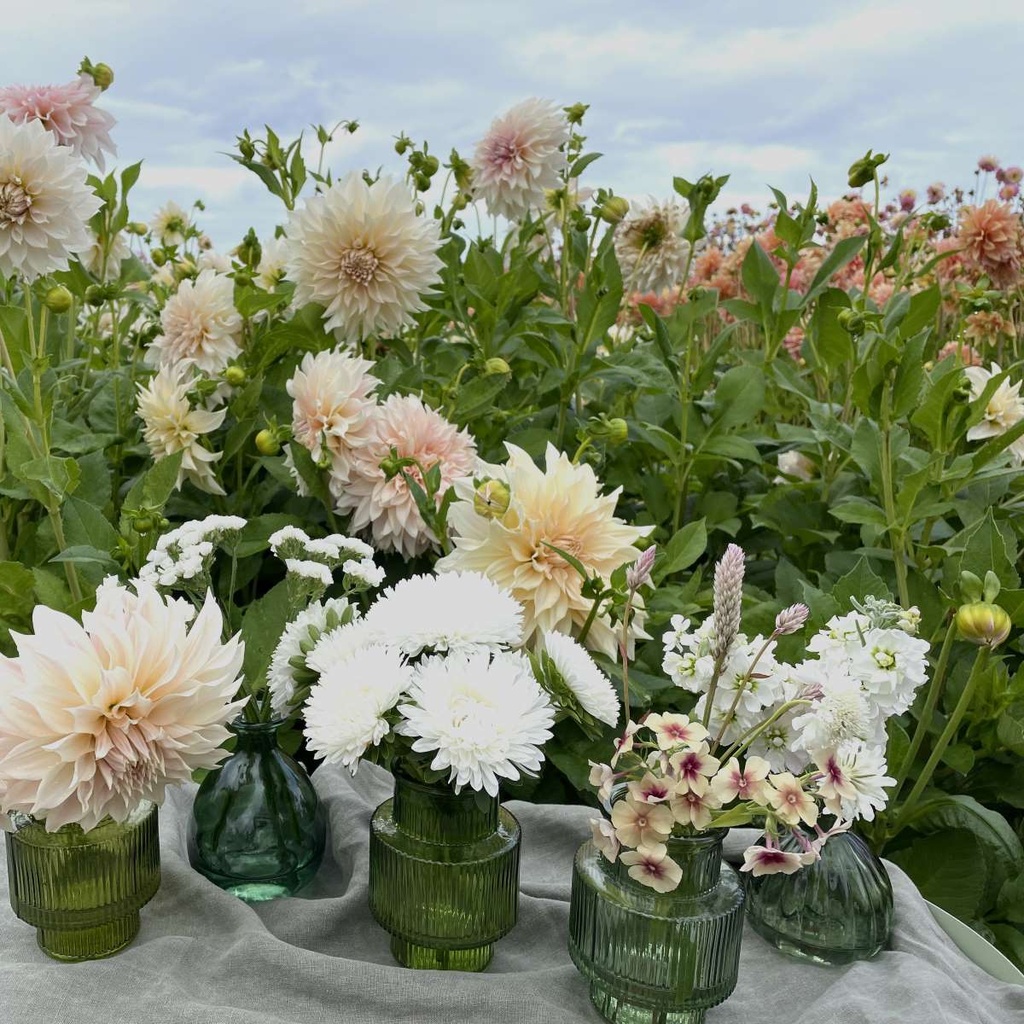 Mix Ivory Symphony 6x flowerseeds