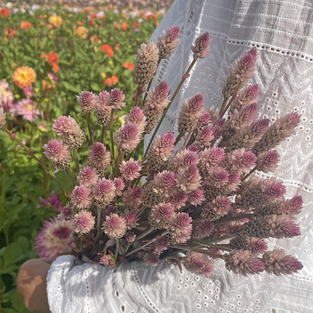 Mix Ivory Symphony 6x flowerseeds