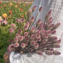 Mix Ivory Symphony 6x flowerseeds