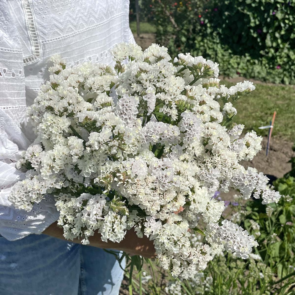 Mix Ivory Symphony 6x flowerseeds