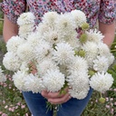 Mix Ivory Symphony 6x flowerseeds