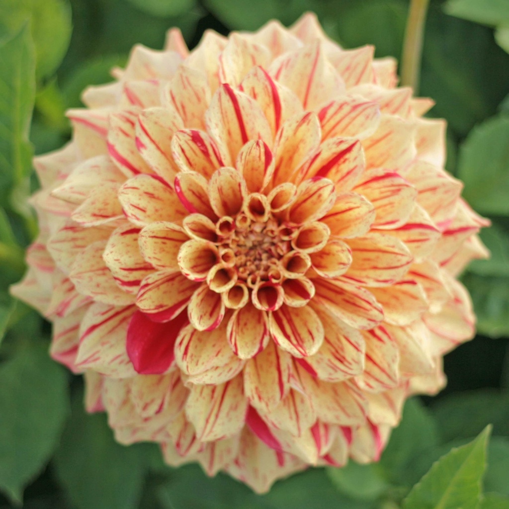 Mix Most Loved (8 dahlia's)
