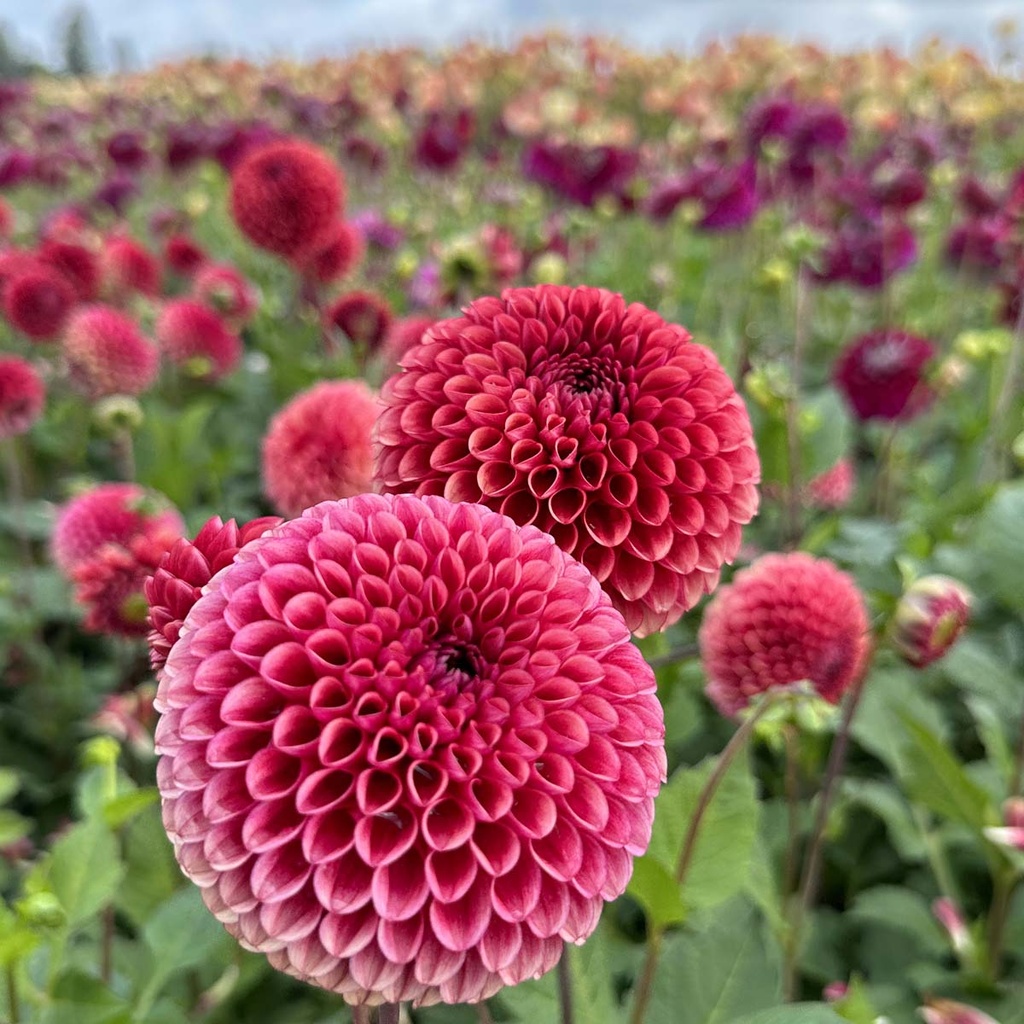 Mix Ball Beauties (8 dahlia's)