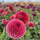 Mix Ball Beauties (8 dahlia's)