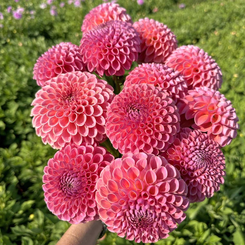Mix Ball Beauties (8 dahlia's)