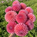 Mix Ball Beauties (8 dahlia's)