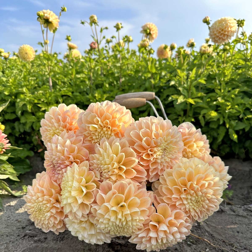 Mix Ball Beauties (8 dahlia's)
