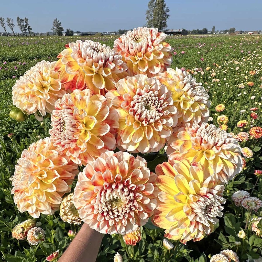 Mix Ball Beauties (8 dahlia's)