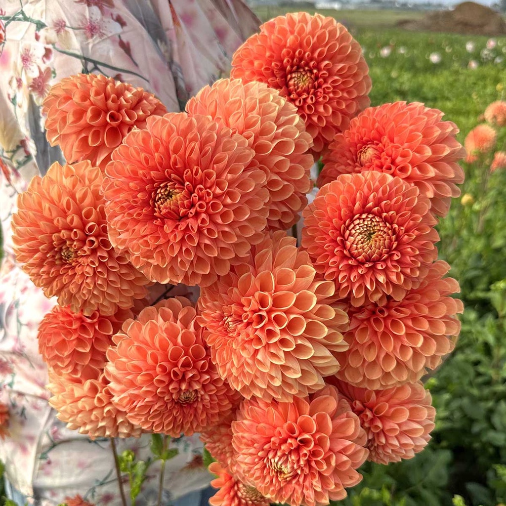 Mix Ball Beauties (8 dahlia's)