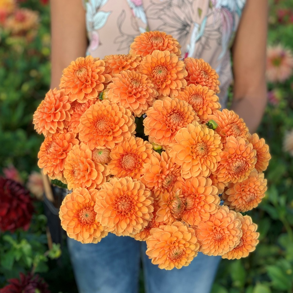 Mix Ball Beauties (8 dahlia's)