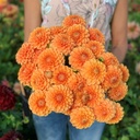 Mix Ball Beauties (8 dahlia's)