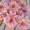 Mix Dinnerplate Divas (8 dahlia's)
