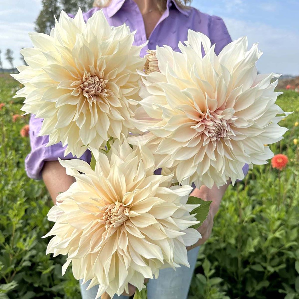 Mix Dinnerplate Divas (8 dahlia's)