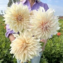 Mix Dinnerplate Divas (8 dahlia's)