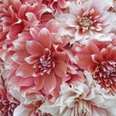 Mix Dinnerplate Divas (8 dahlia's)