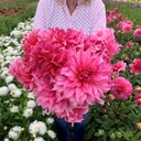 Mix Dinnerplate Divas (8 dahlia's)