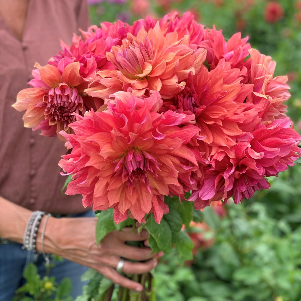 Mix Dinnerplate Divas (8 dahlia's)