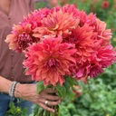 Mix Dinnerplate Divas (8 dahlia's)