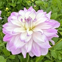 Mix Dinnerplate Divas (8 dahlia's)