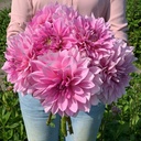 Mix Dinnerplate Divas (8 dahlia's)