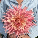 Mix Dinnerplate Divas (8 dahlia's)