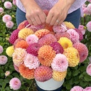 Mix Ball Beauties (8 dahlia's)
