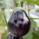 Aubergine Black beauty
