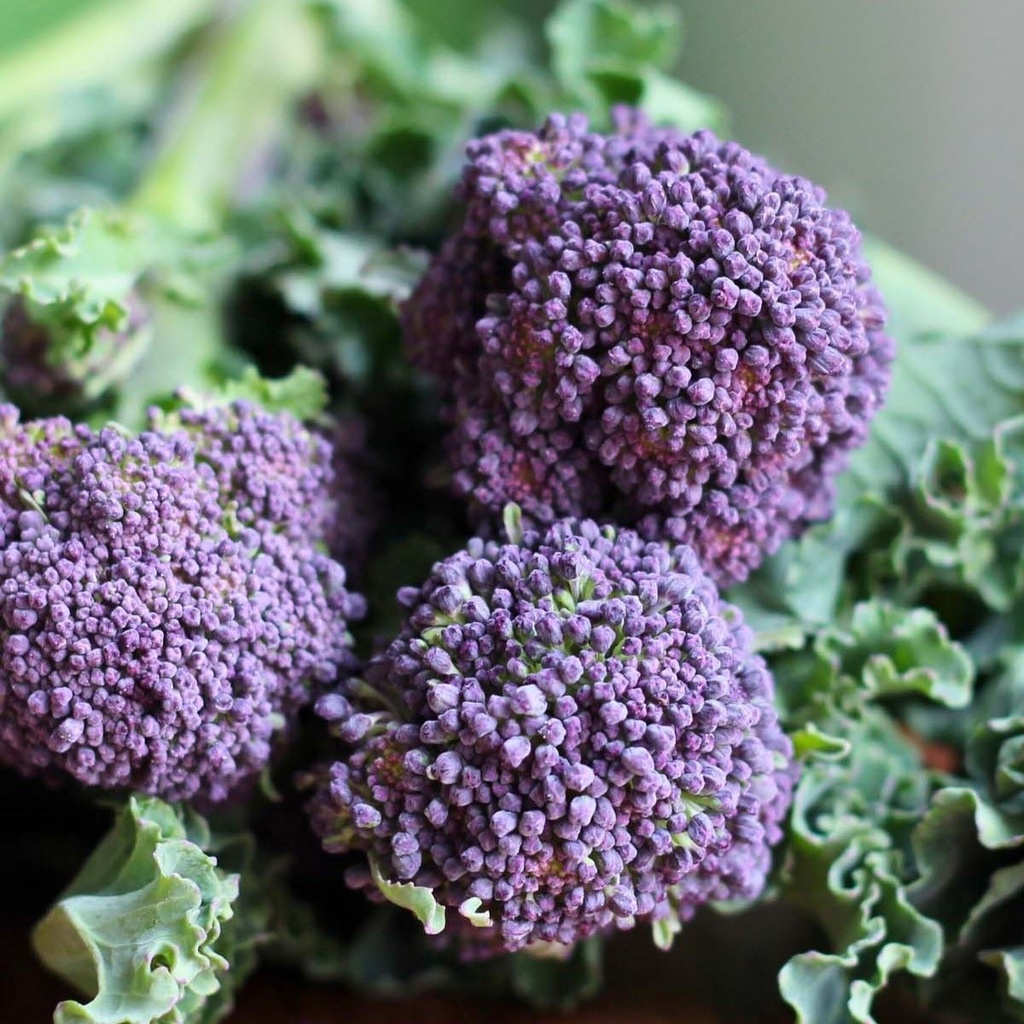 Broccoli Burgundy