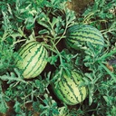 Watermeloen Tigrimini