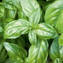 Basilicum Classico