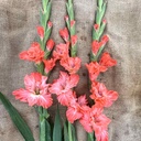 Ultimate Gladiolus Mix