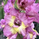 Ultimate Gladiolus Mix