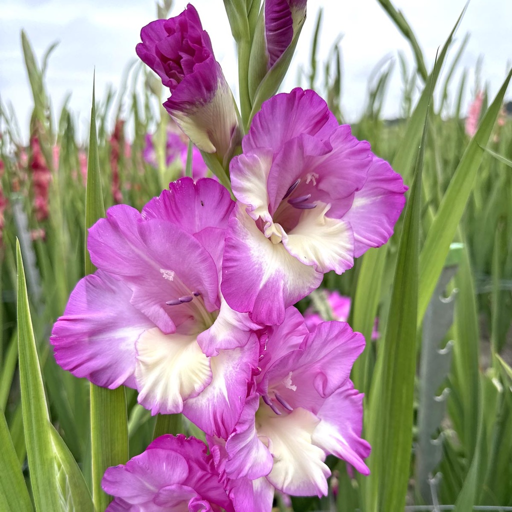 Ultimate Gladiolus Mix
