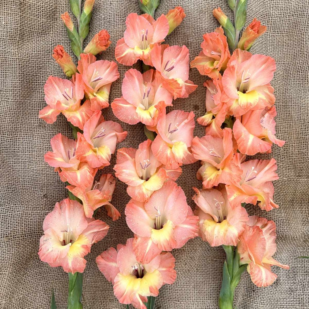 Ultimate Gladiolus Mix